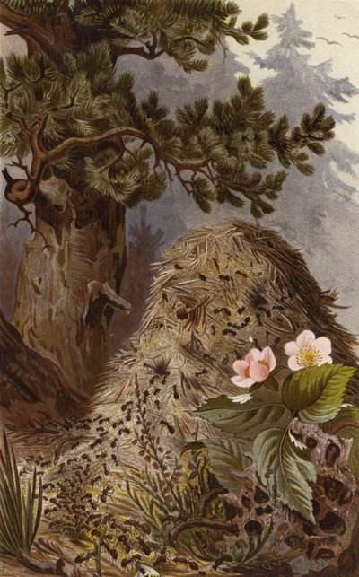 Rothe Waldameise 作者 欧洲学校